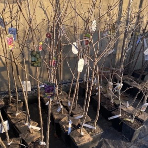 Zahradnictví Šrámek okrasné a ovocné stromy