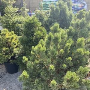 Zahradnictví Šrámek okrasné a ovocné stromy