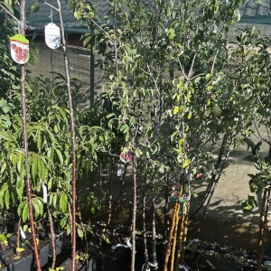 Zahradnictví Šrámek okrasné a ovocné stromy