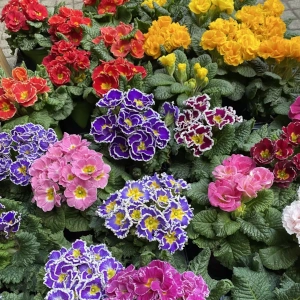 Zahradnictví Šrámek zahradní rostliny