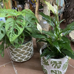 Zahradnictví Šrámek pokojové rostliny