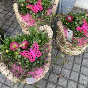 Zahradnictví Šrámek pokojové rostliny